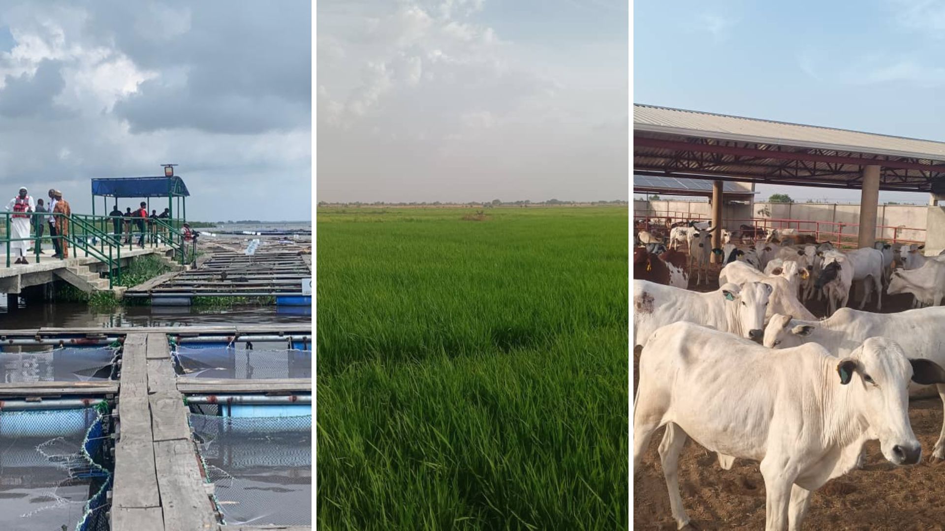 Nigeria’s food systems pathway begins to bear fruit