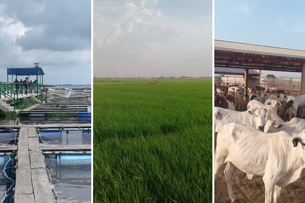 Nigeria’s food systems pathway begins to bear fruit