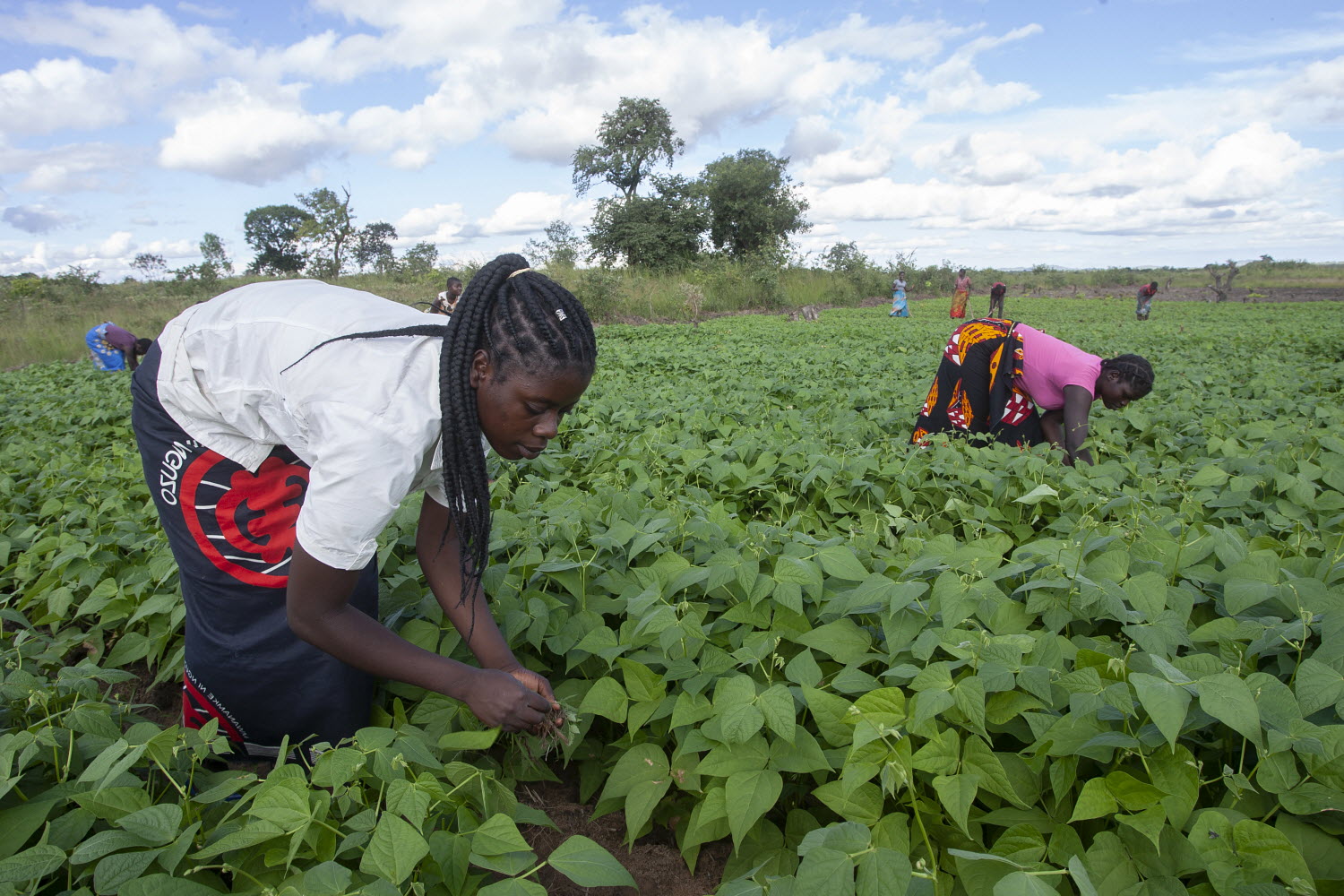 Call for stakeholder input for the UN Food Systems Summit +2 Stocktaking Moment