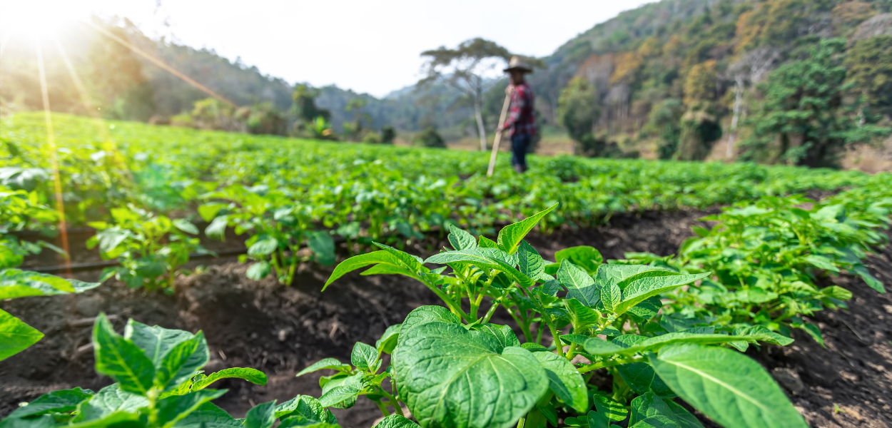Informations actualisées sur le Bilan de la transformation des systèmes alimentaires à l’échelle des Nations Unies de 2023