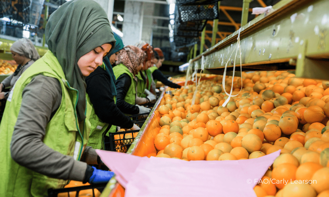 climate-change FAO_PO_Exposure-Turkey-1359