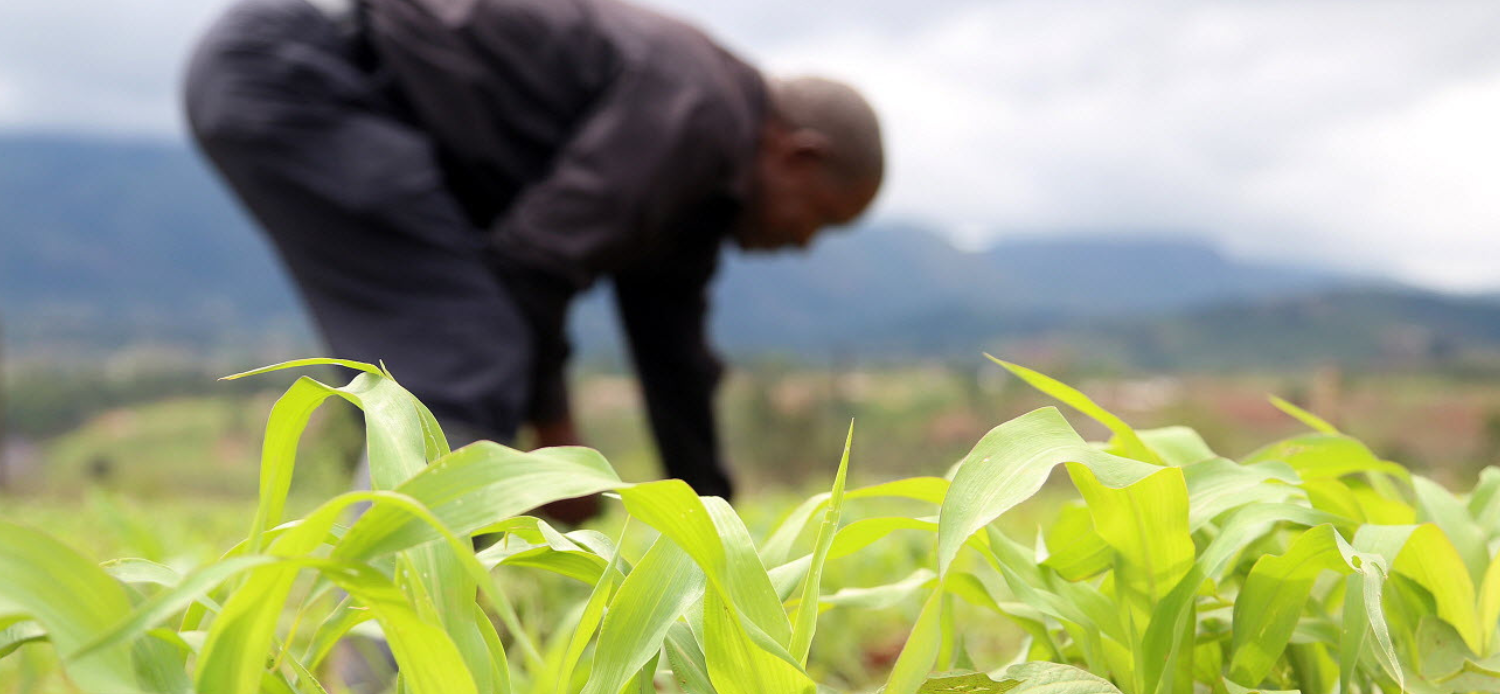 Food Systems and Healthy Diets for Climate Action