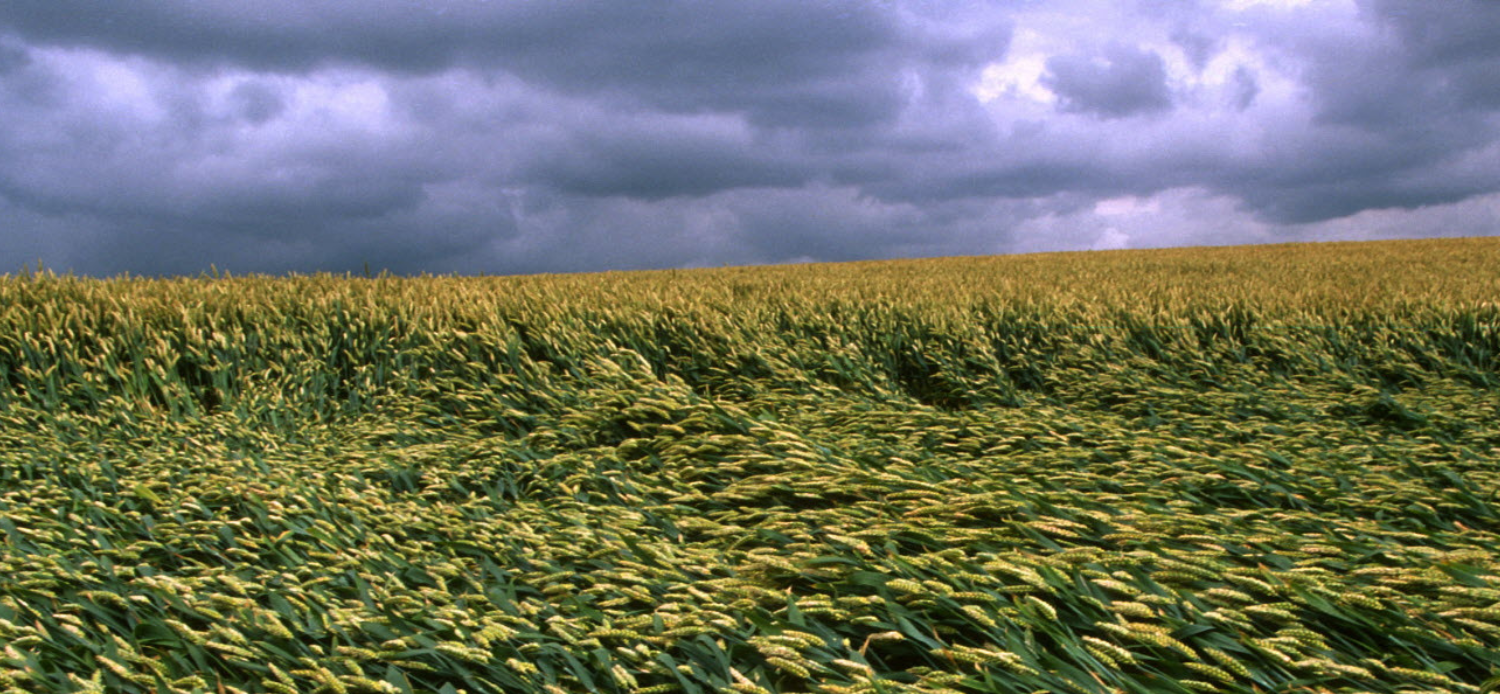 Synergizing Food Systems Transformation and Climate Action